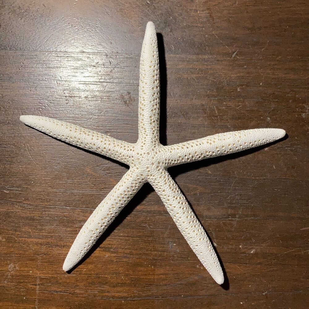 Finger starfish white seashell 8”